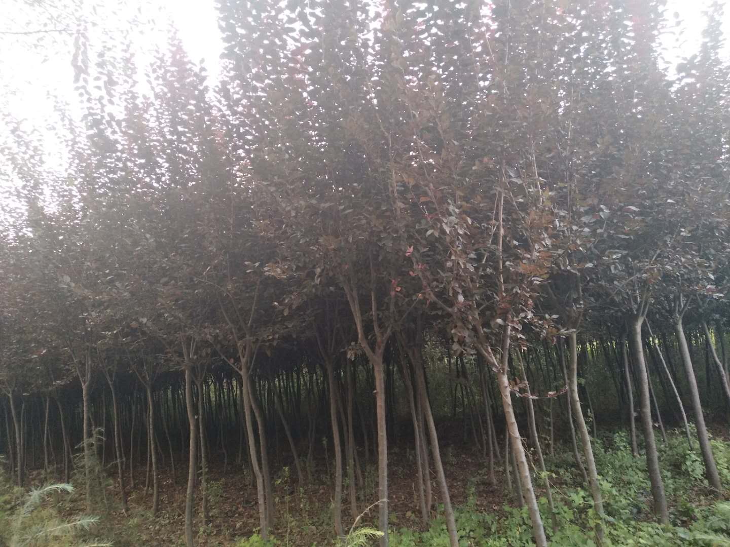 關(guān)于景觀苗木的選型、應用及市場動態(tài)的核心信息整合，結(jié)合行業(yè)規(guī)范和最新實踐